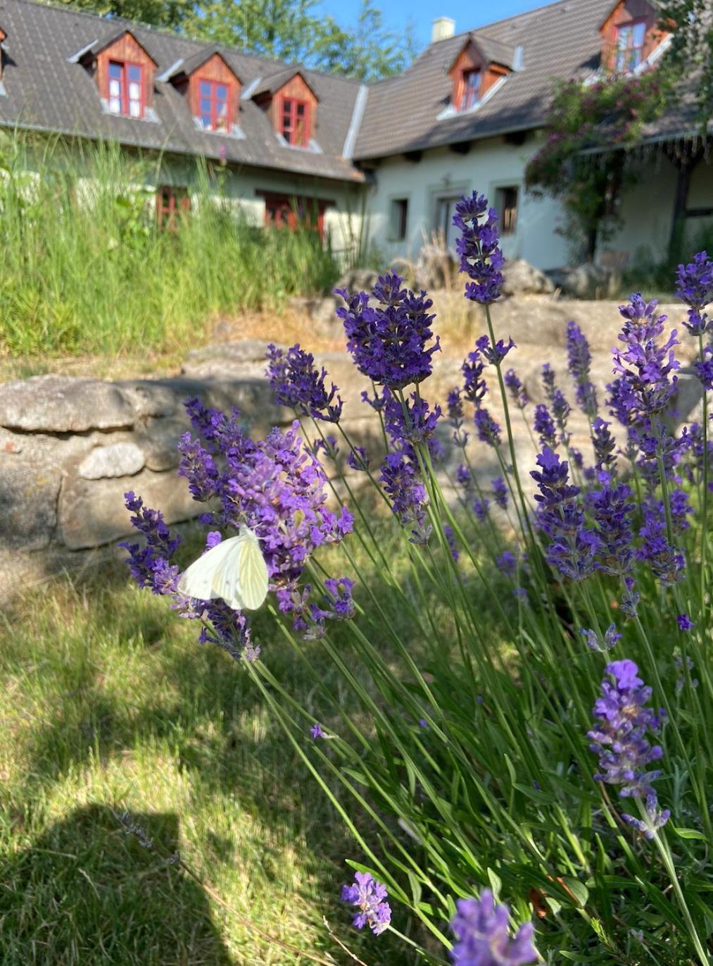 Nadejkov Apartmany Penzion Katerina מראה חיצוני תמונה